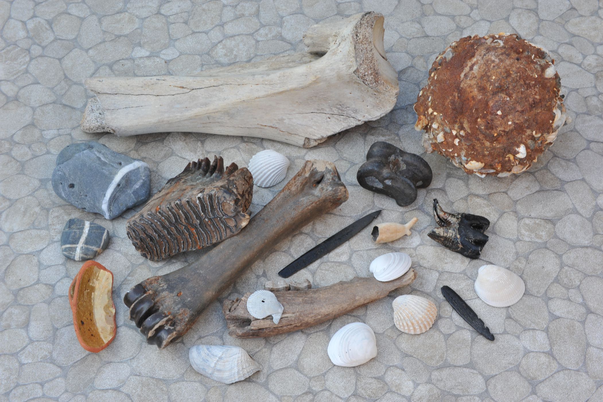Breng vondsten naar het Museon tijdens Zandmotordag